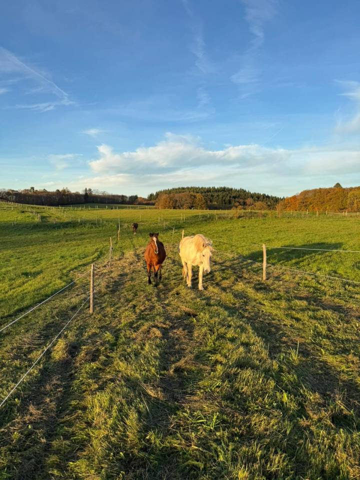 Propriet&agrave; equestre In vendita Haute-Vienne