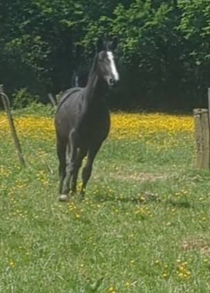 Cavalla Zangersheide In vendita 2023 Nero ,  Querido VG Z