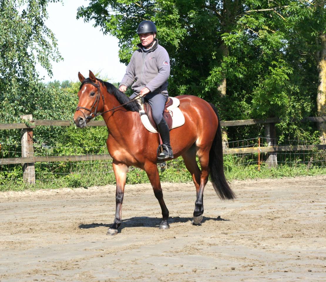 Cavalla sBs Cavallo da Sport Belgio In vendita 2022 Baio ,  Sambuca JW van't Meulenhof