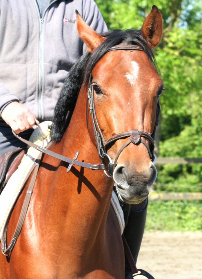 Cavalla sBs Cavallo da Sport Belgio In vendita 2022 Baio ,  Sambuca JW van't Meulenhof