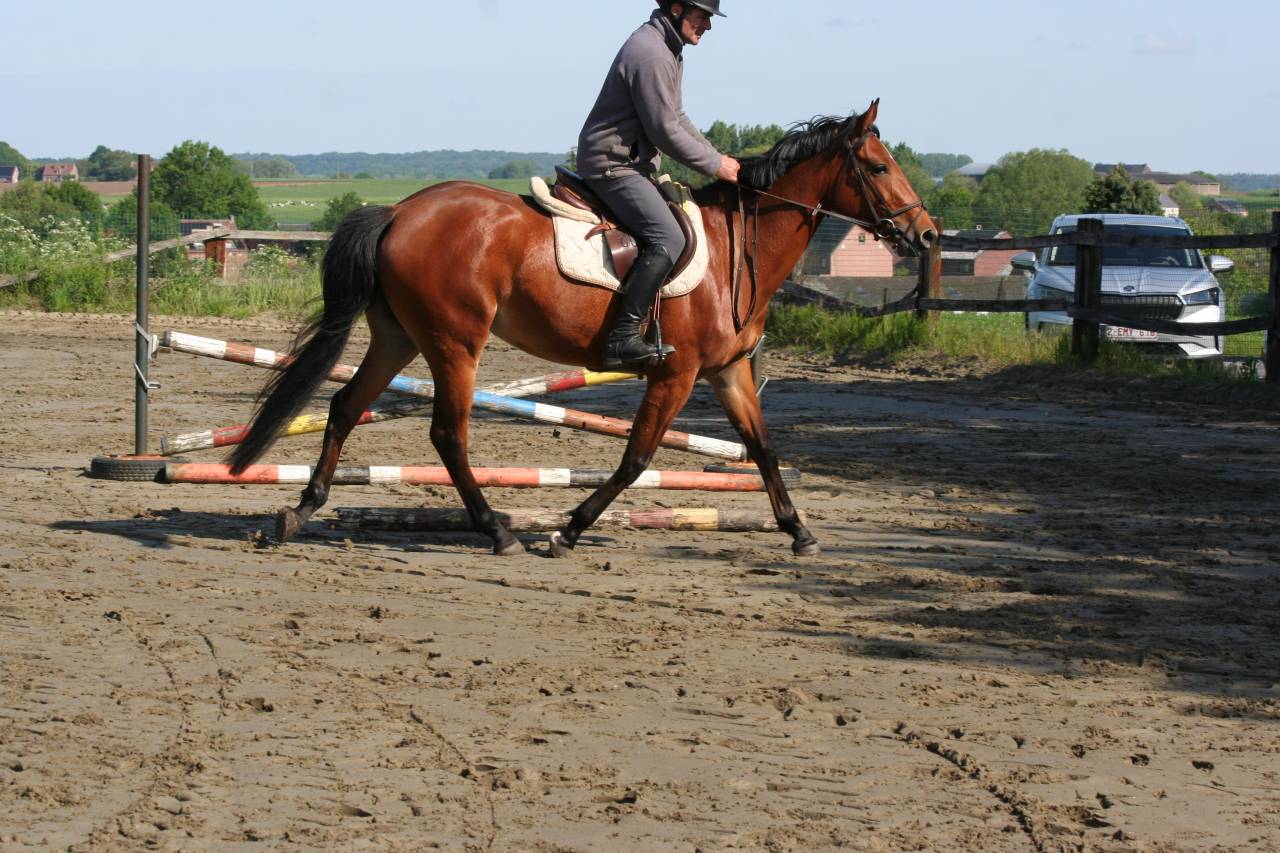Cavalla sBs Cavallo da Sport Belgio In vendita 2022 Baio ,  Sambuca JW van't Meulenhof