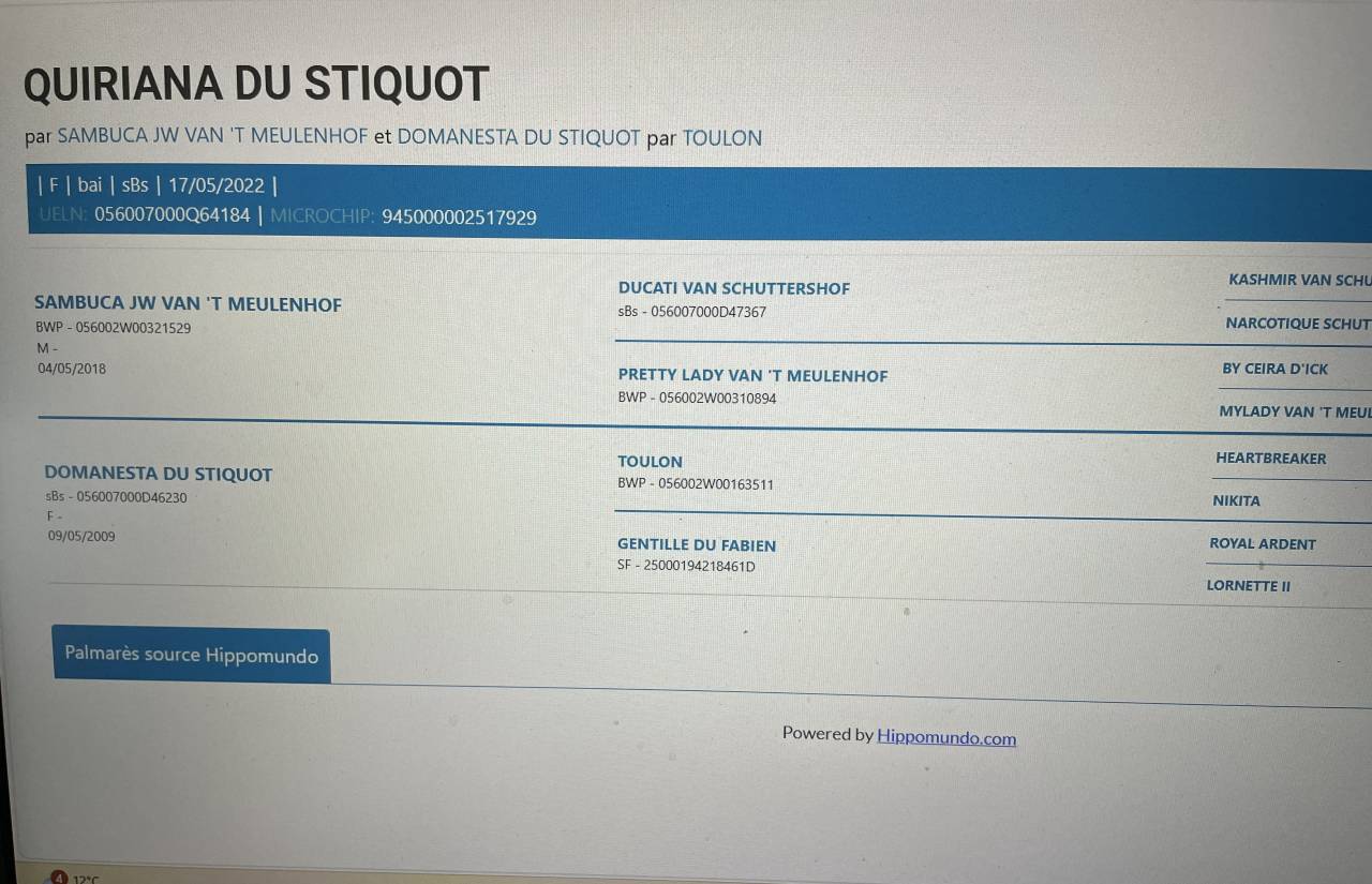 Cavalla sBs Cavallo da Sport Belgio In vendita 2022 Baio ,  Sambuca JW van't Meulenhof