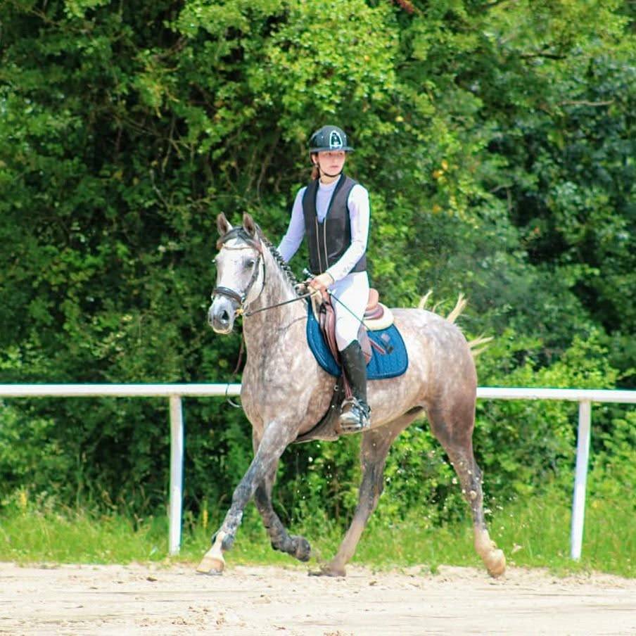 Cavalla PFS Pony Francese da Sella In vendita 2016 Grigio ,  MOVIE STAR TILIA
