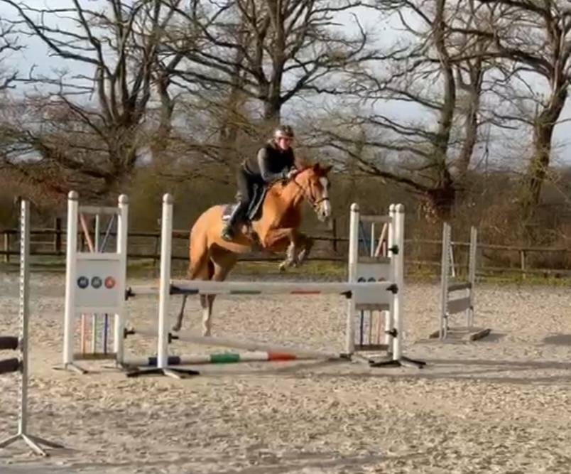 Castrone Origine non conosciuta  In vendita 2021 Sauro