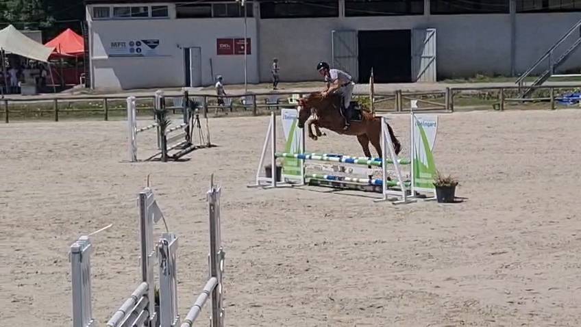 Castrone Origine non conosciuta  In vendita 2021 Sauro