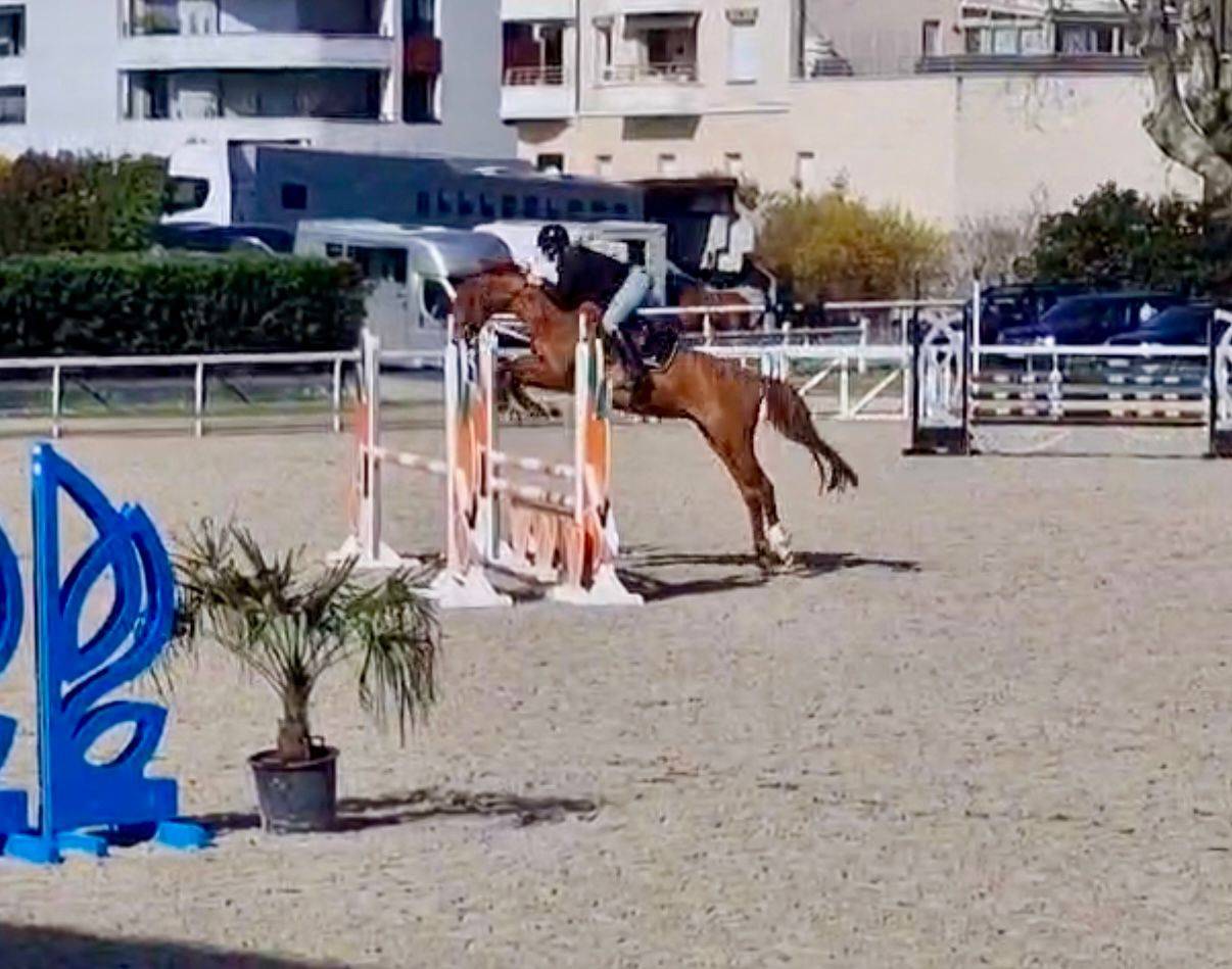 Castrone Origine non conosciuta  In vendita 2021 Sauro