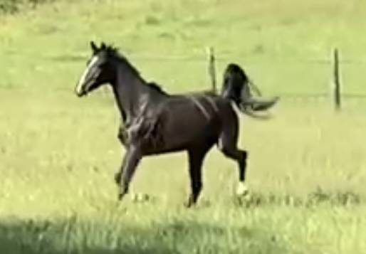 Cavalla Sella Francese In vendita 2017 Nero ,  Toto Jr