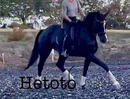 Cavalla Sella Francese In vendita 2017 Nero ,  Toto Jr