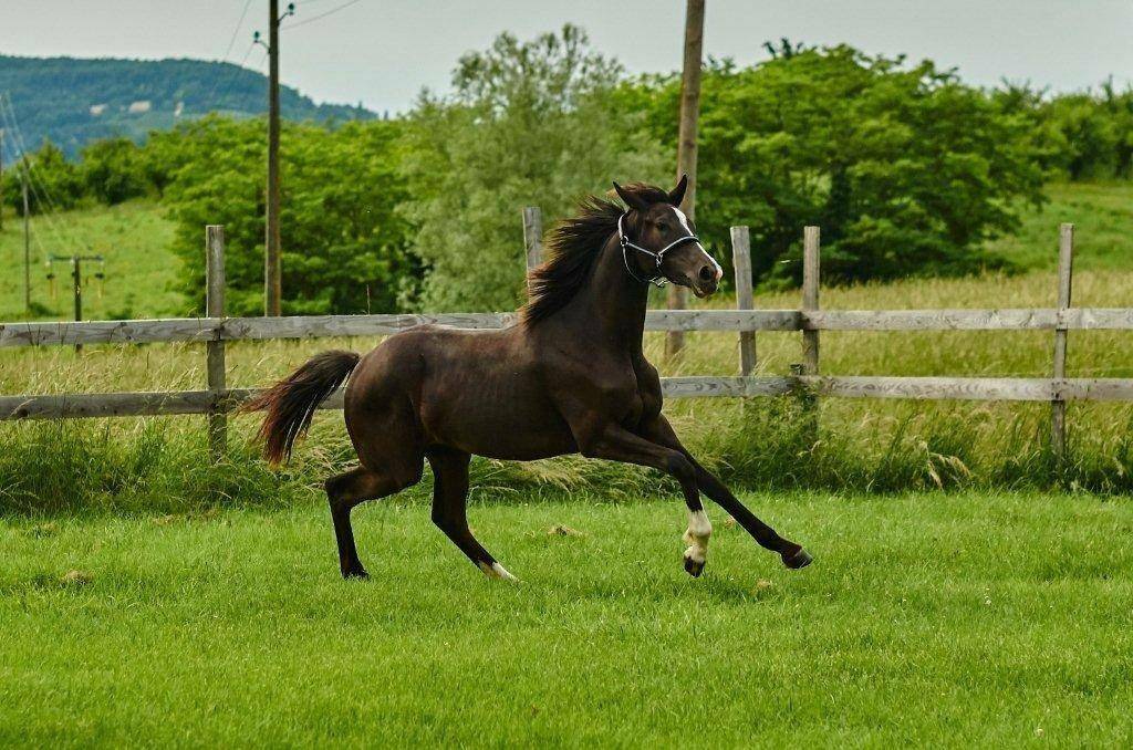 Cavalla Sella Francese In vendita 2017 Nero ,  Toto Jr