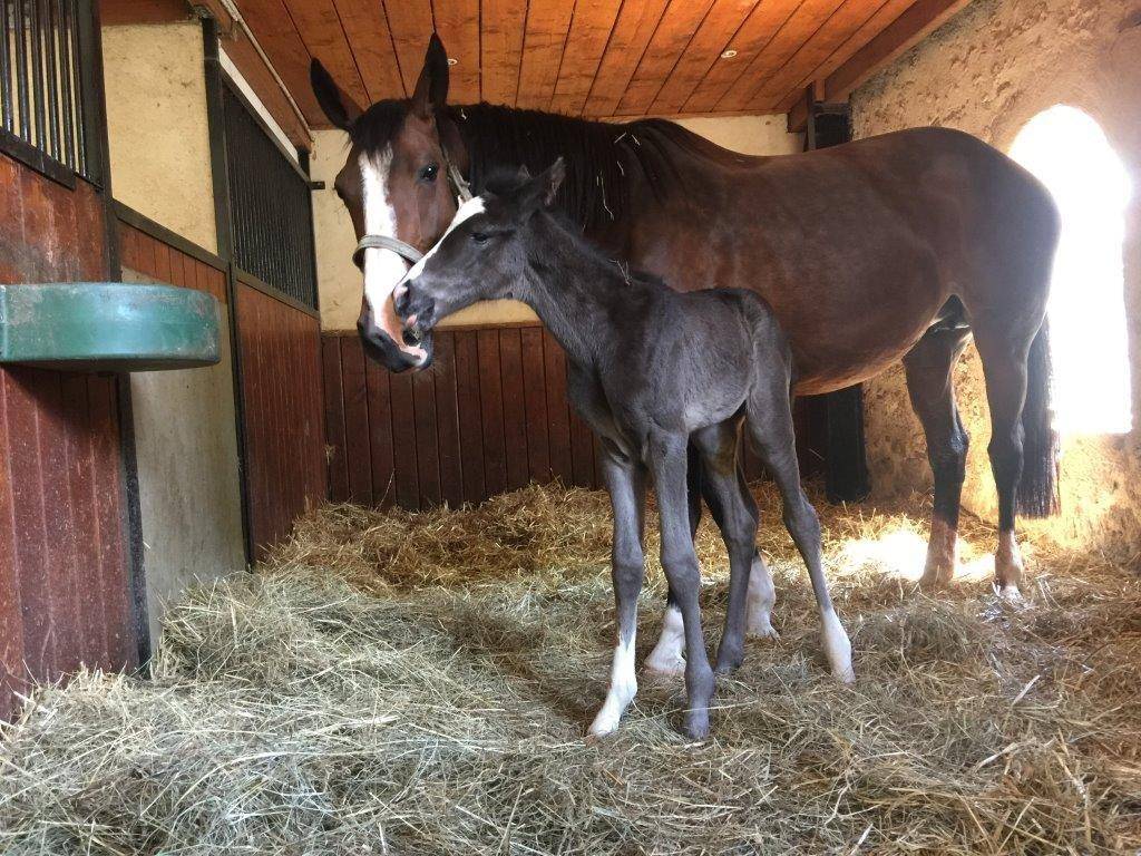 Cavalla Sella Francese In vendita 2017 Nero ,  Toto Jr