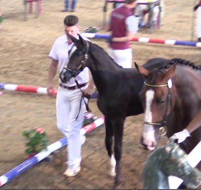 Cavalla Sella Francese In vendita 2017 Nero ,  Toto Jr