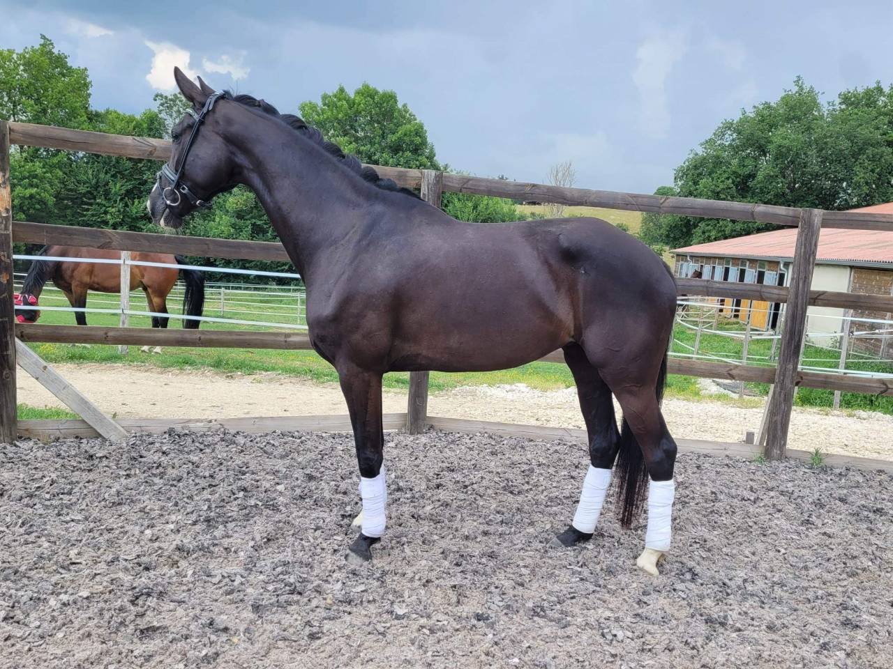 Cavalla Sella Francese In vendita 2017 Nero ,  Toto Jr