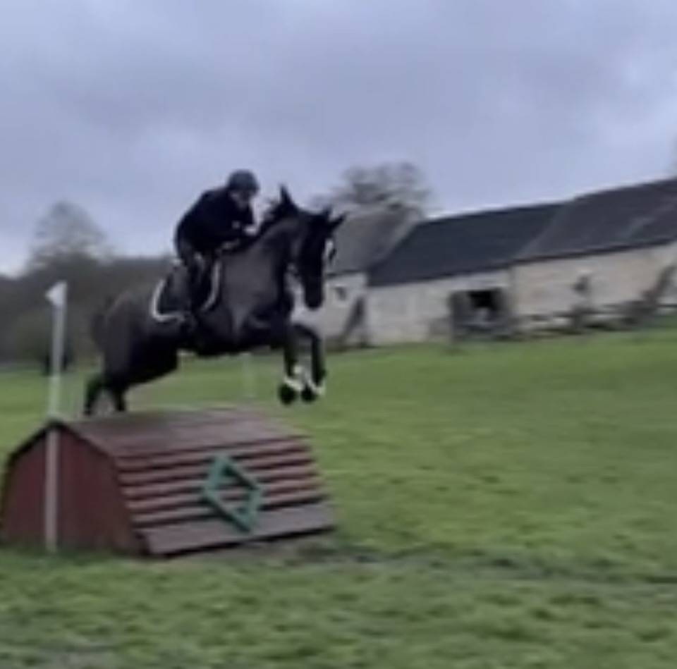 Cavalla Sella Francese In vendita 2017 Nero ,  Toto Jr