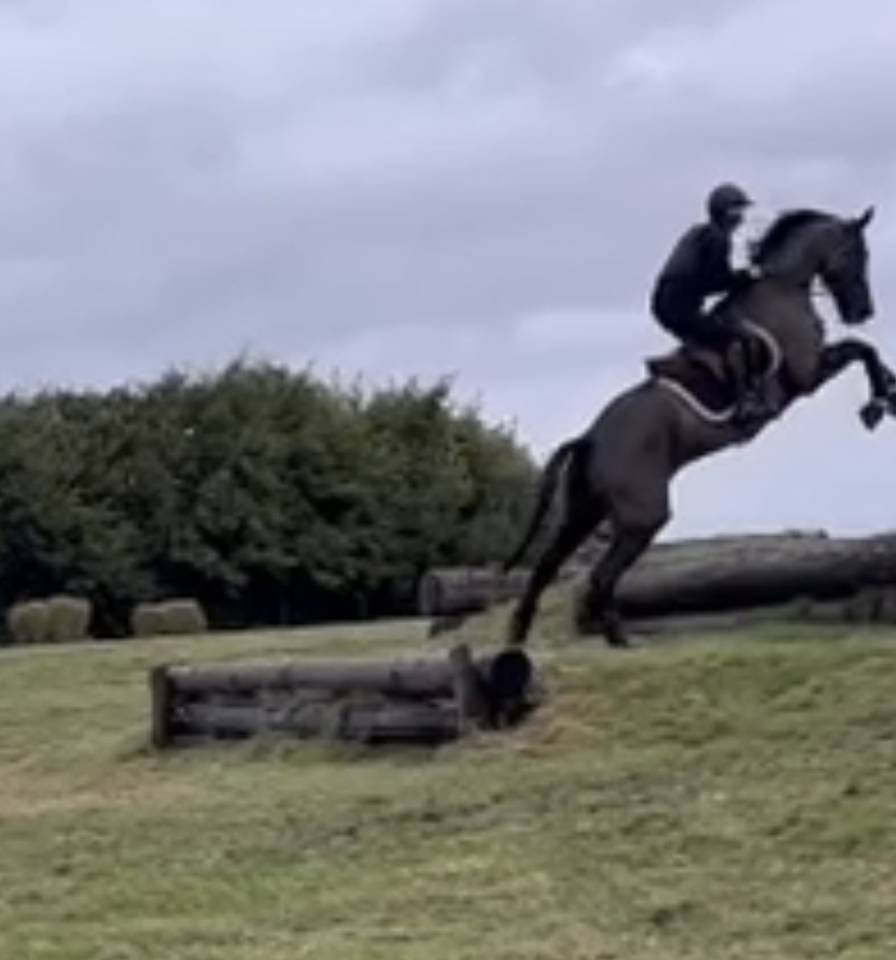 Cavalla Sella Francese In vendita 2017 Nero ,  Toto Jr