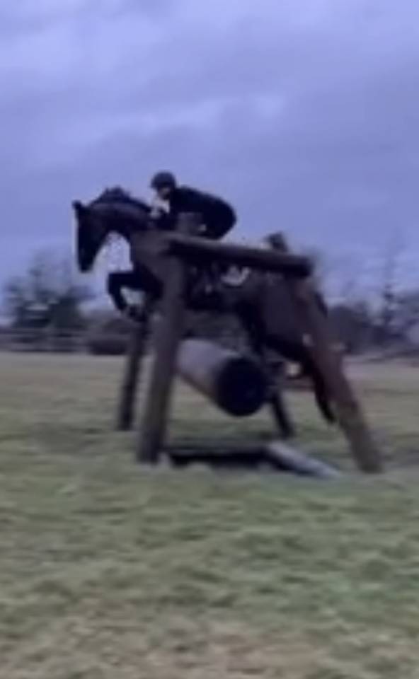 Cavalla Sella Francese In vendita 2017 Nero ,  Toto Jr