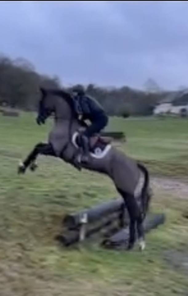 Cavalla Sella Francese In vendita 2017 Nero ,  Toto Jr