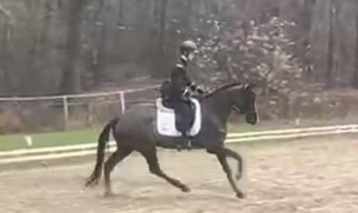 Cavalla Sella Francese In vendita 2017 Nero ,  Toto Jr