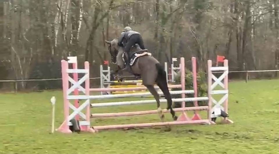 Cavalla Sella Francese In vendita 2017 Nero ,  Toto Jr