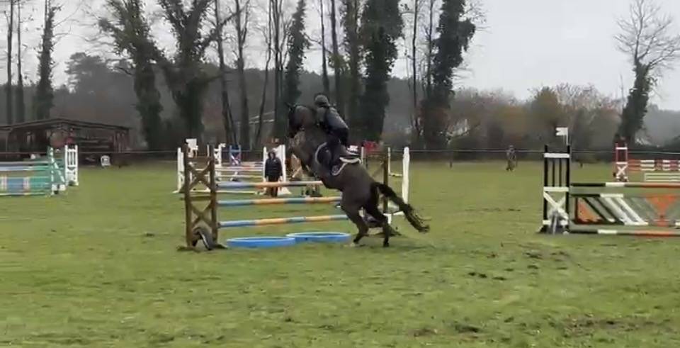 Cavalla Sella Francese In vendita 2017 Nero ,  Toto Jr