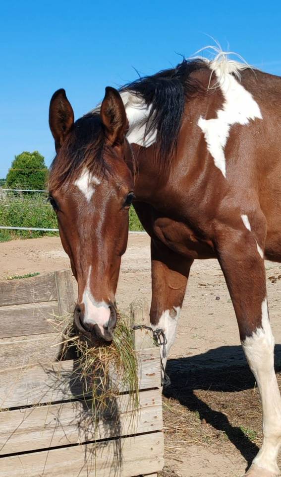 Stallone Zangersheide In vendita 2024 Pezzato