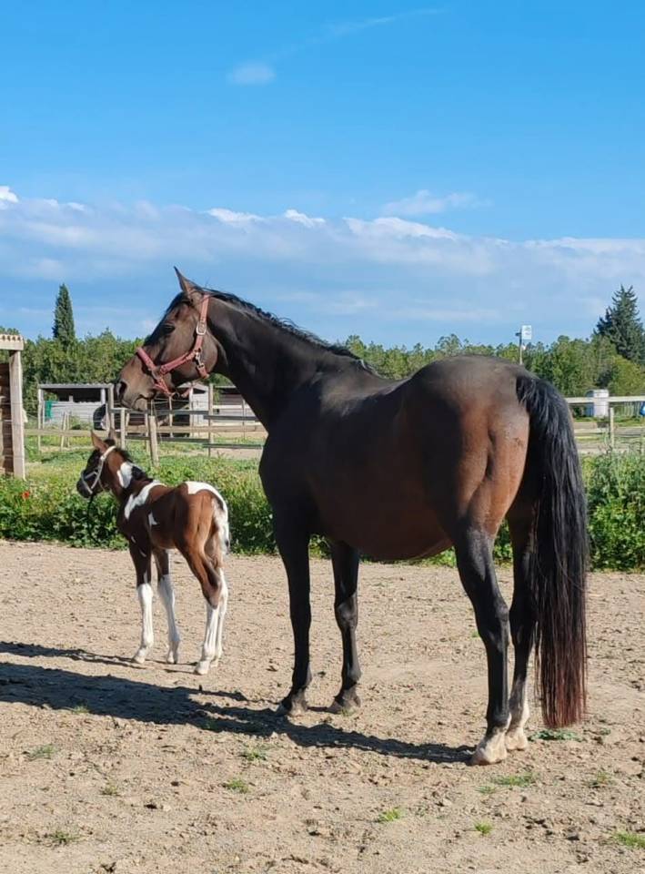 Stallone Zangersheide In vendita 2024 Pezzato
