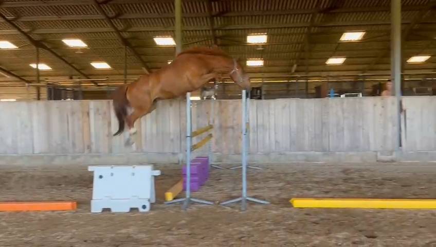 Castrone Sella Francese In vendita 2020 Sauro