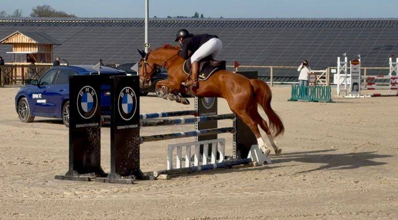 Castrone Sella Francese In vendita 2020 Sauro