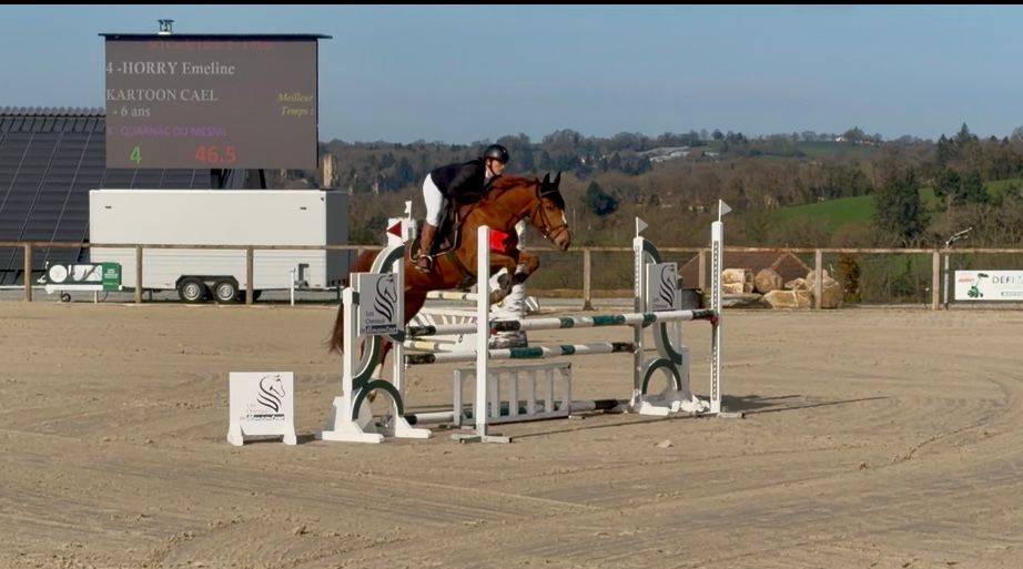 Castrone Sella Francese In vendita 2020 Sauro