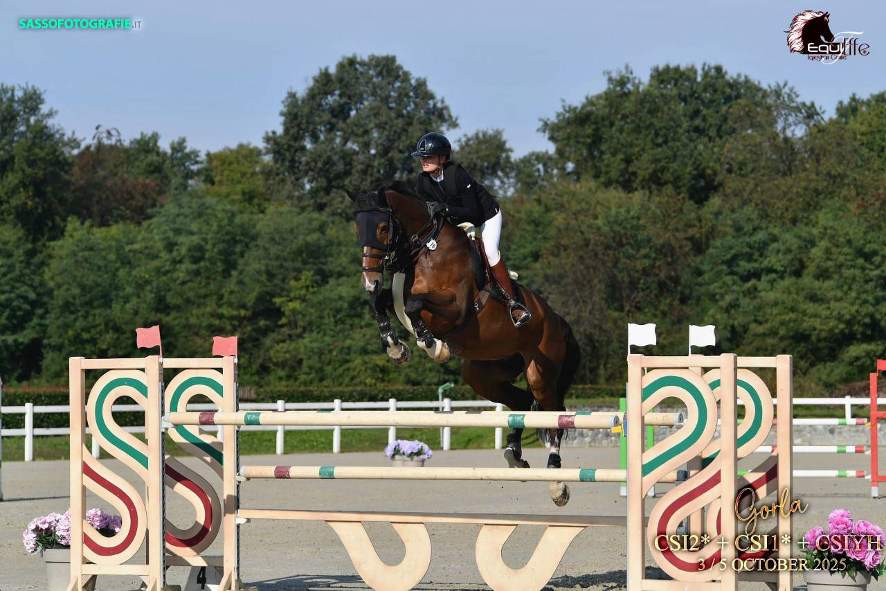 Castrone Sella Francese In vendita 2015 Baio ,  Bisquet Balou