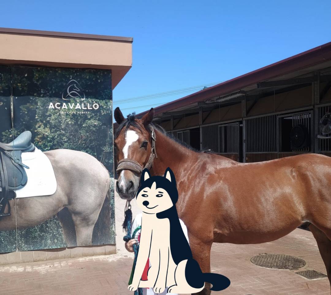 ‼️VENDITA‼️ Fantastico pony classe B. Anno 2014