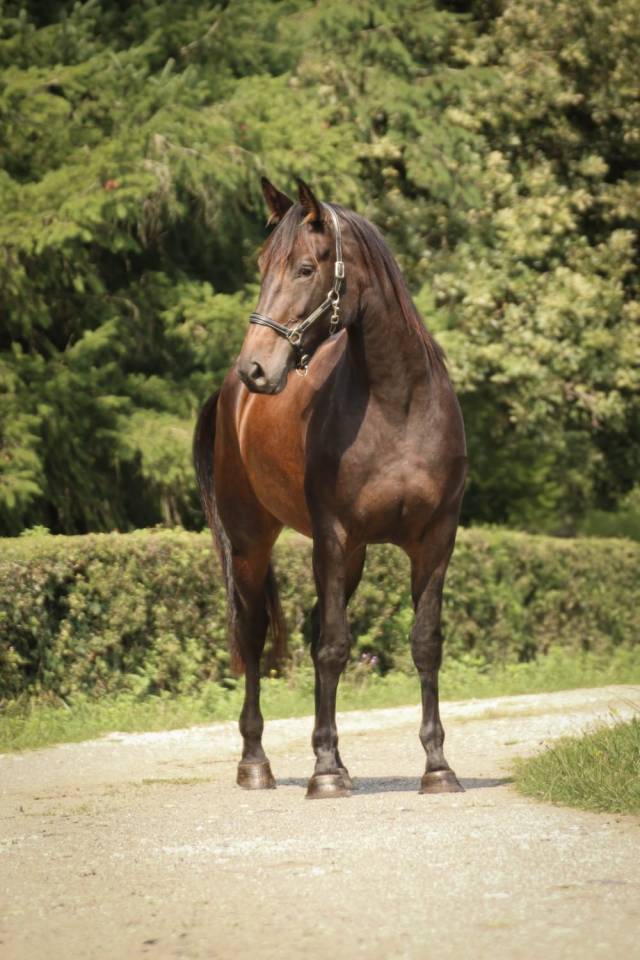 Cavalla Sella Francese In vendita 2021 Baio scuro ,  EROS DE CARVILLE