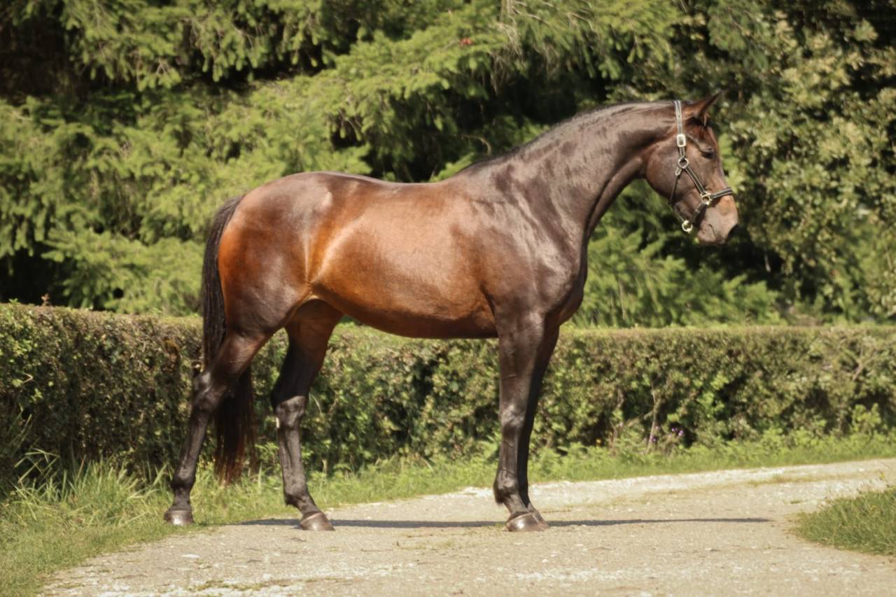 Cavalla Sella Francese In vendita 2021 Baio scuro ,  EROS DE CARVILLE