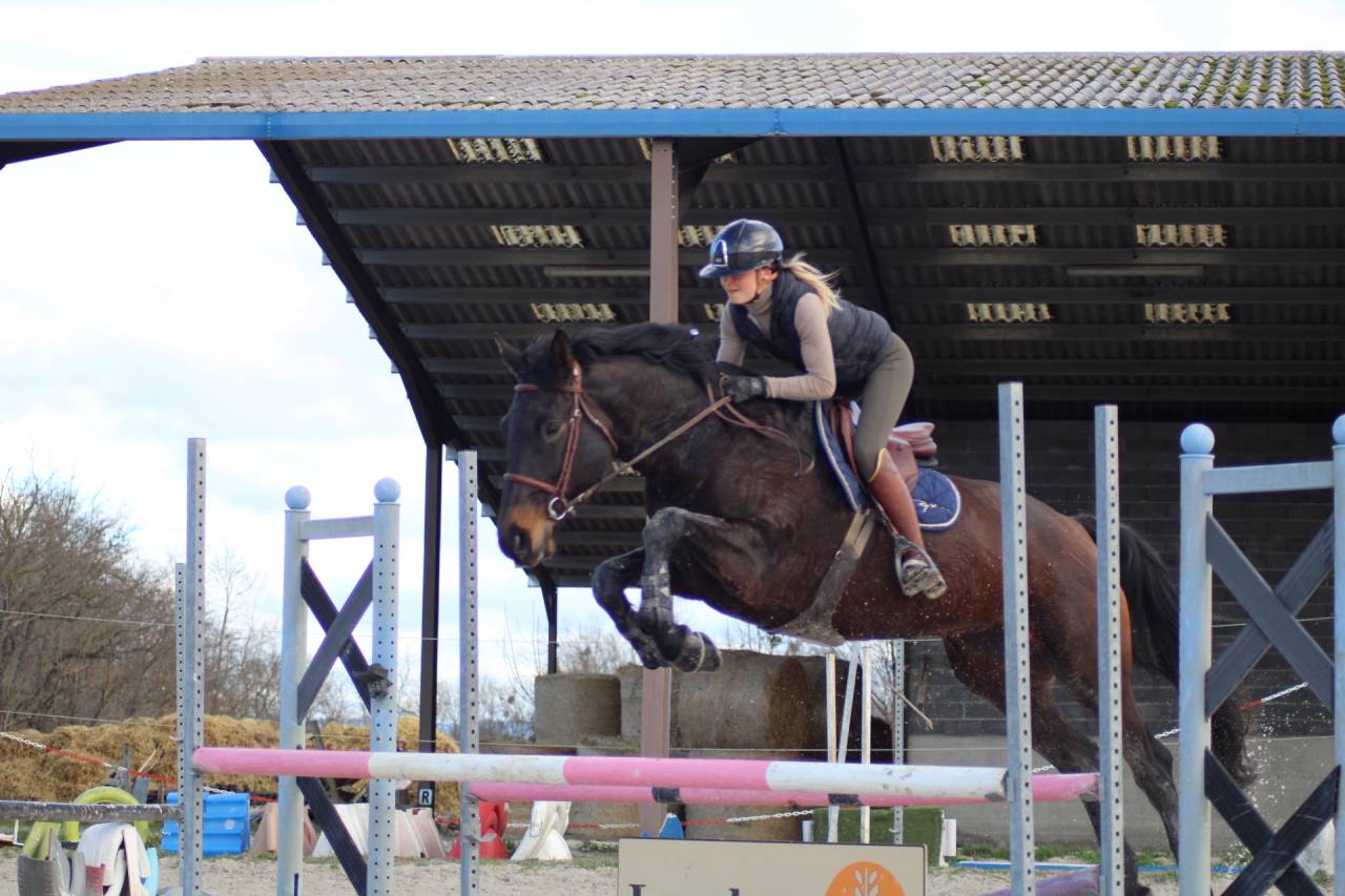 Cavalla Sella Francese In vendita 2021 Baio scuro ,  EROS DE CARVILLE