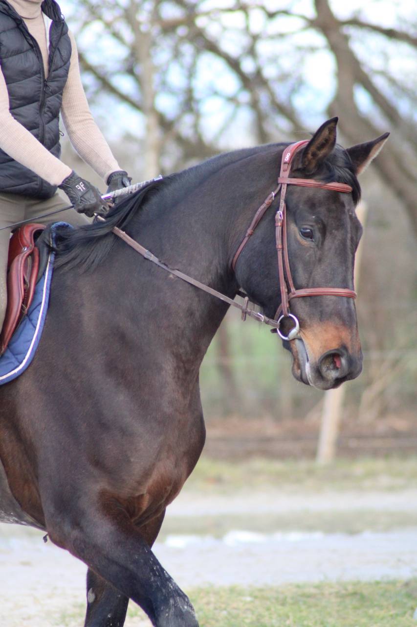 Cavalla Sella Francese In vendita 2021 Baio scuro ,  EROS DE CARVILLE