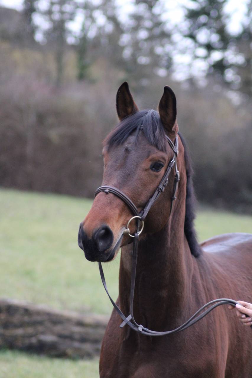 Castrone Sella Francese In vendita 2022 Baio ,  VLEUT