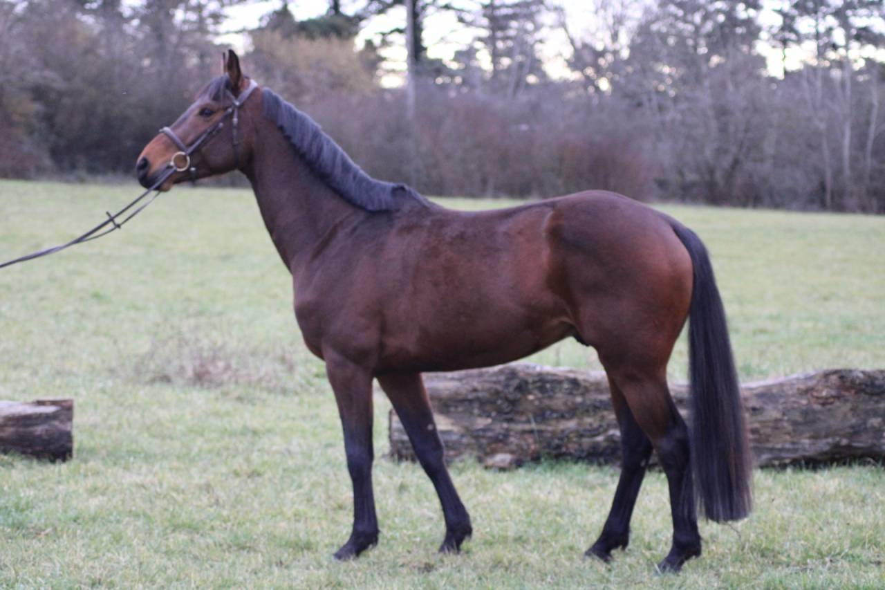 Castrone Sella Francese In vendita 2022 Baio ,  VLEUT