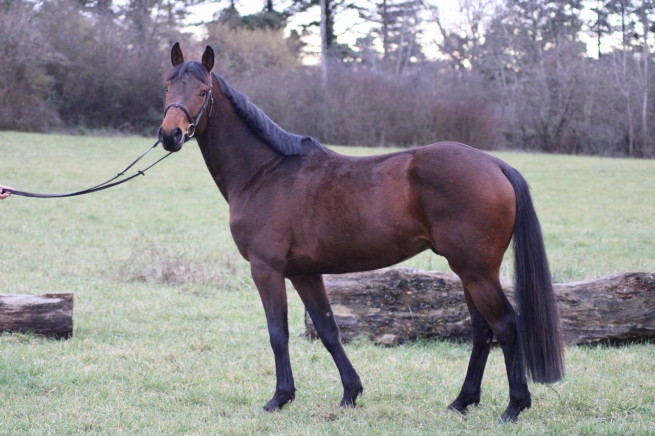 Castrone Sella Francese In vendita 2022 Baio ,  VLEUT