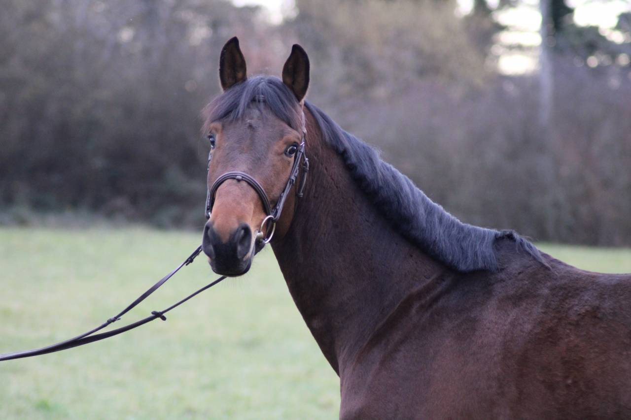 Castrone Sella Francese In vendita 2022 Baio ,  VLEUT