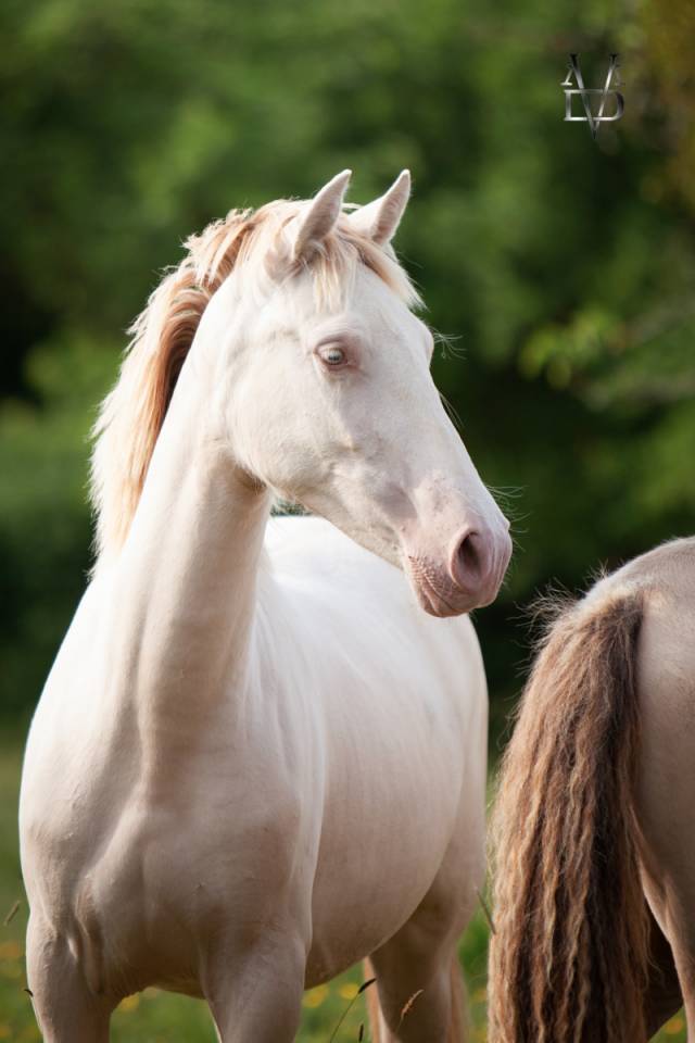 Puledra PRE Andaluso In vendita 2024 Crema ,  INSUENO