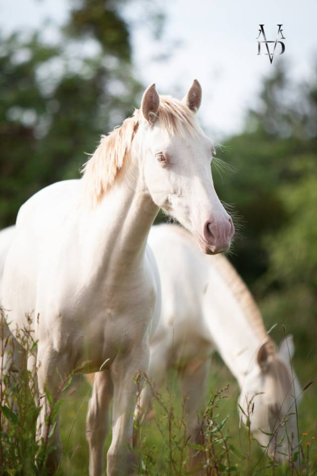 Puledra PRE Andaluso In vendita 2024 Crema ,  INSUENO