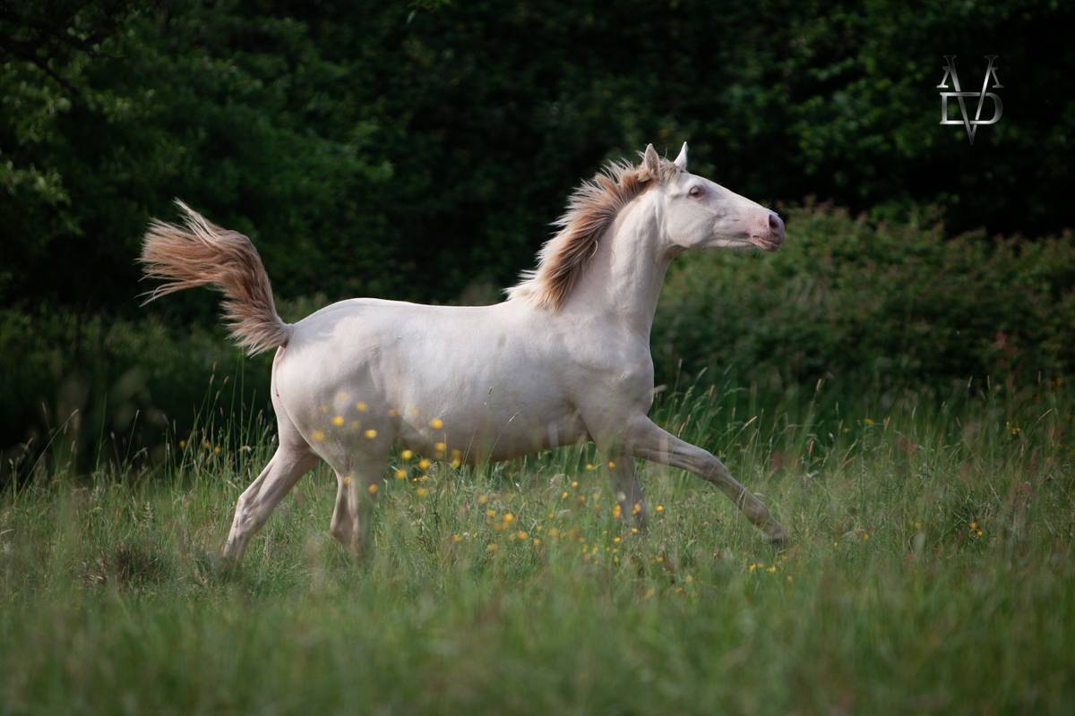 Puledra PRE Andaluso In vendita 2024 Crema ,  INSUENO