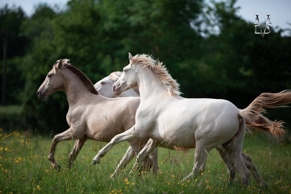 Puledra PRE Andaluso In vendita 2024 Crema ,  INSUENO