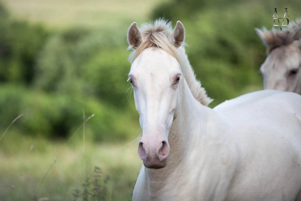 Puledra PRE Andaluso In vendita 2024 Crema ,  INSUENO