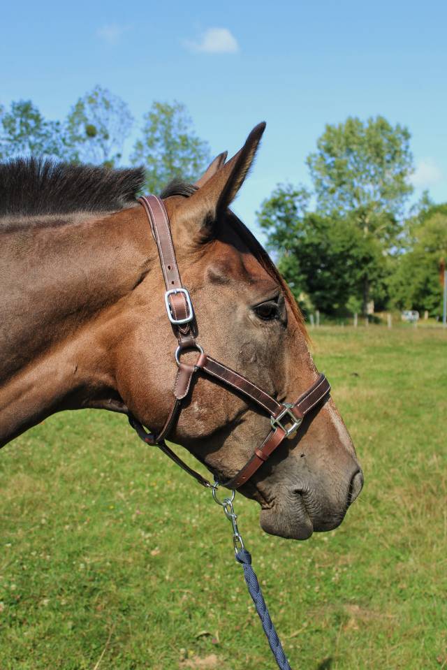 Cavalla Trottatore Francese In vendita 2017 Nero