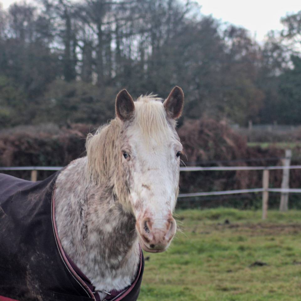 Castrone Origine non conosciuta  Mezza-Pensione 2010 Aub&egrave;re