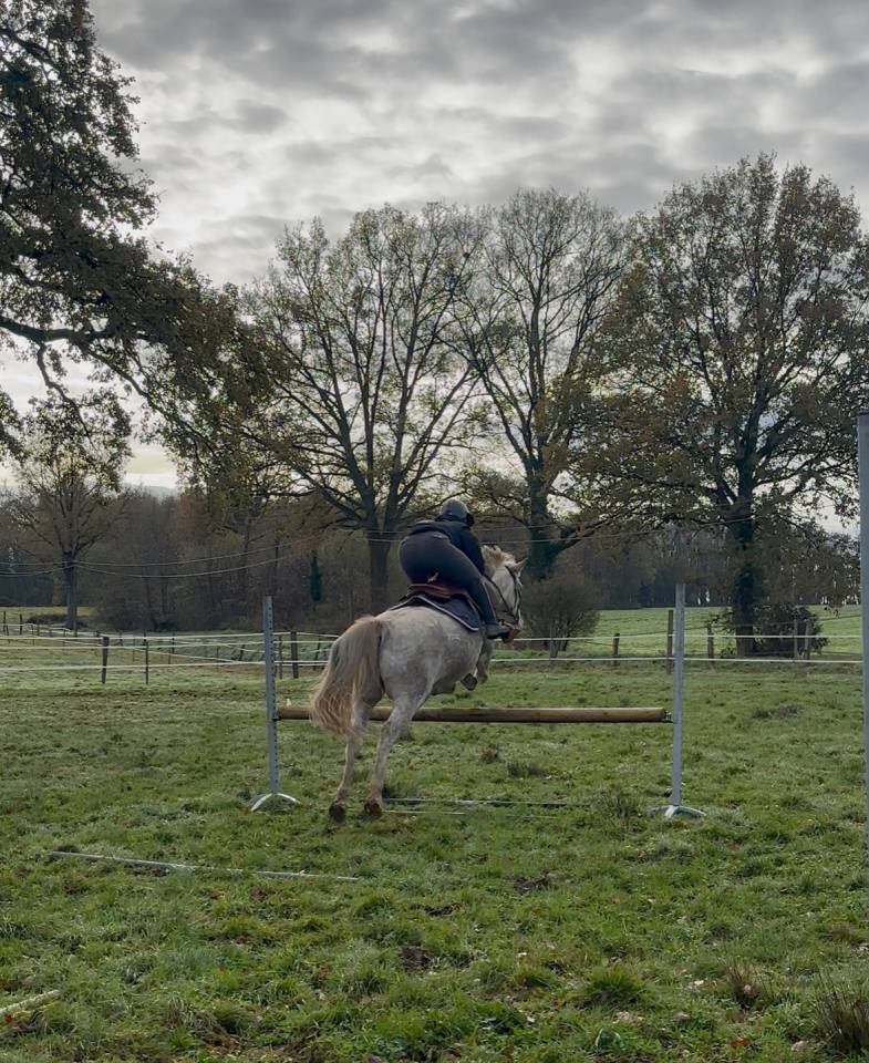Castrone Origine non conosciuta  Mezza-Pensione 2010 Aub&egrave;re