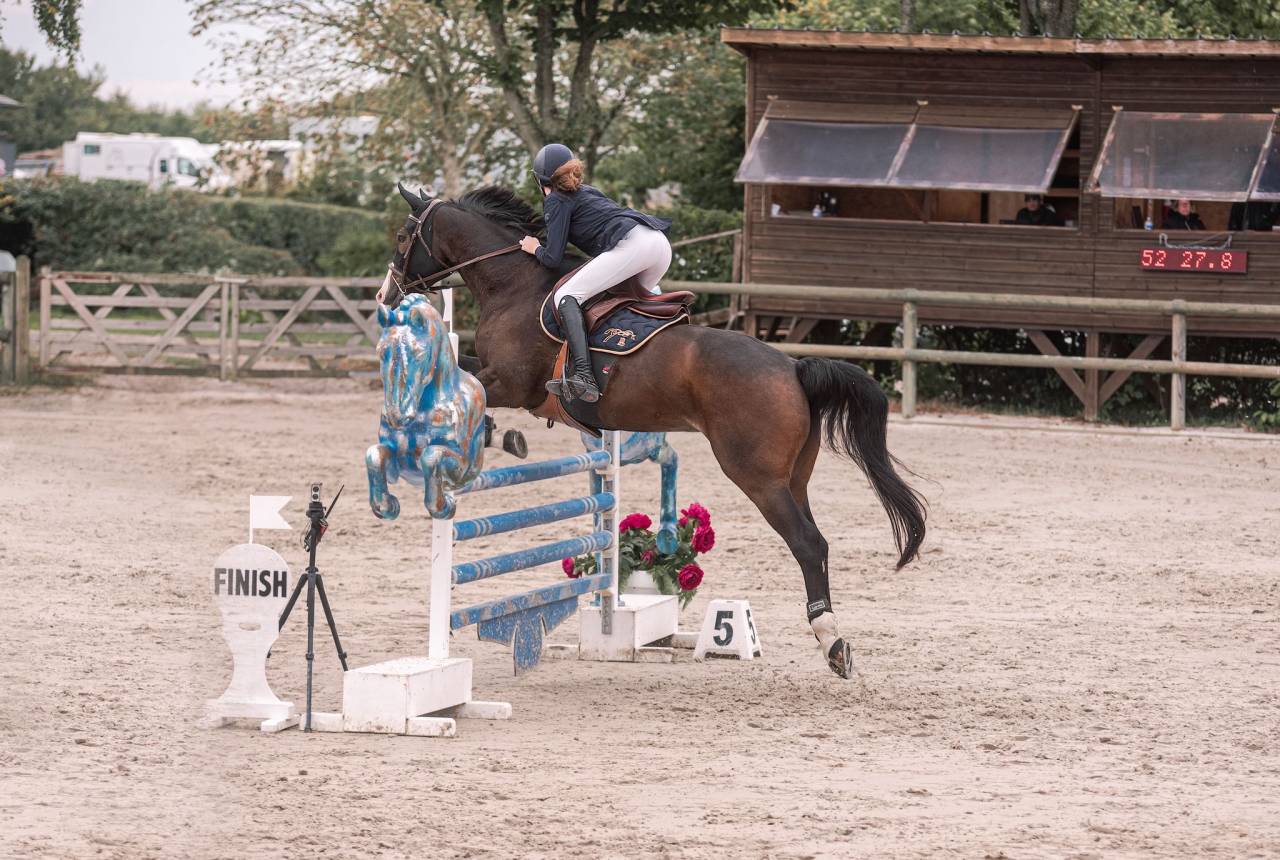 Castrone Sella Francese In vendita 2015 Baio scuro ,  IDEAL DE LA LOGE