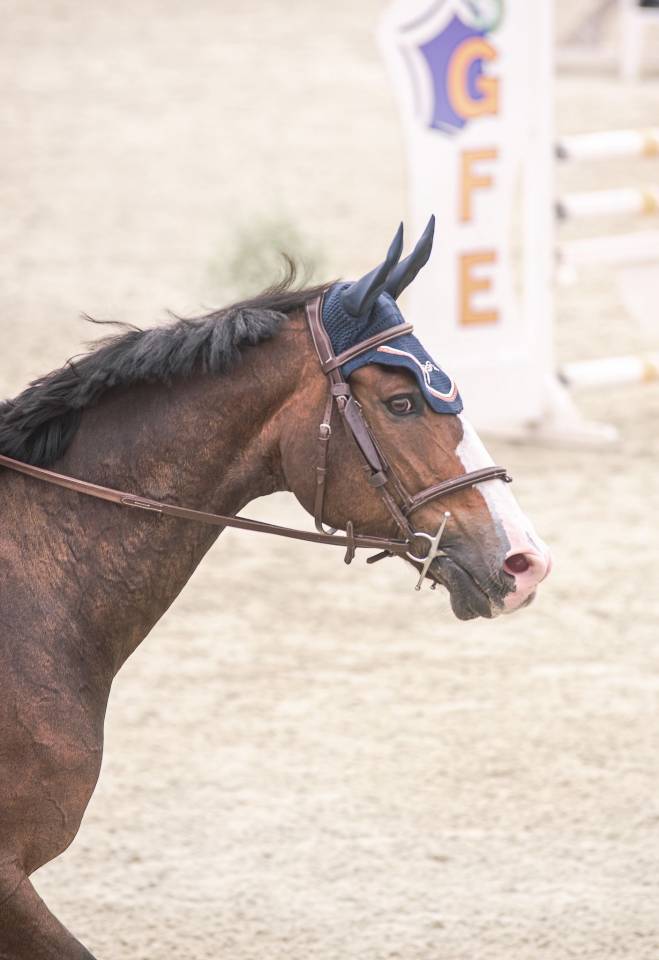 Castrone Sella Francese In vendita 2015 Baio scuro ,  IDEAL DE LA LOGE