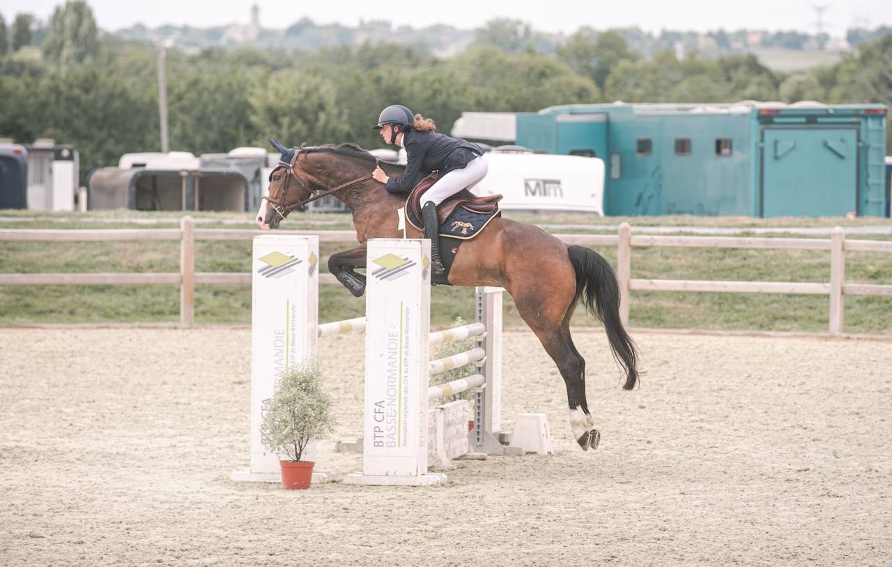 Castrone Sella Francese In vendita 2015 Baio scuro ,  IDEAL DE LA LOGE