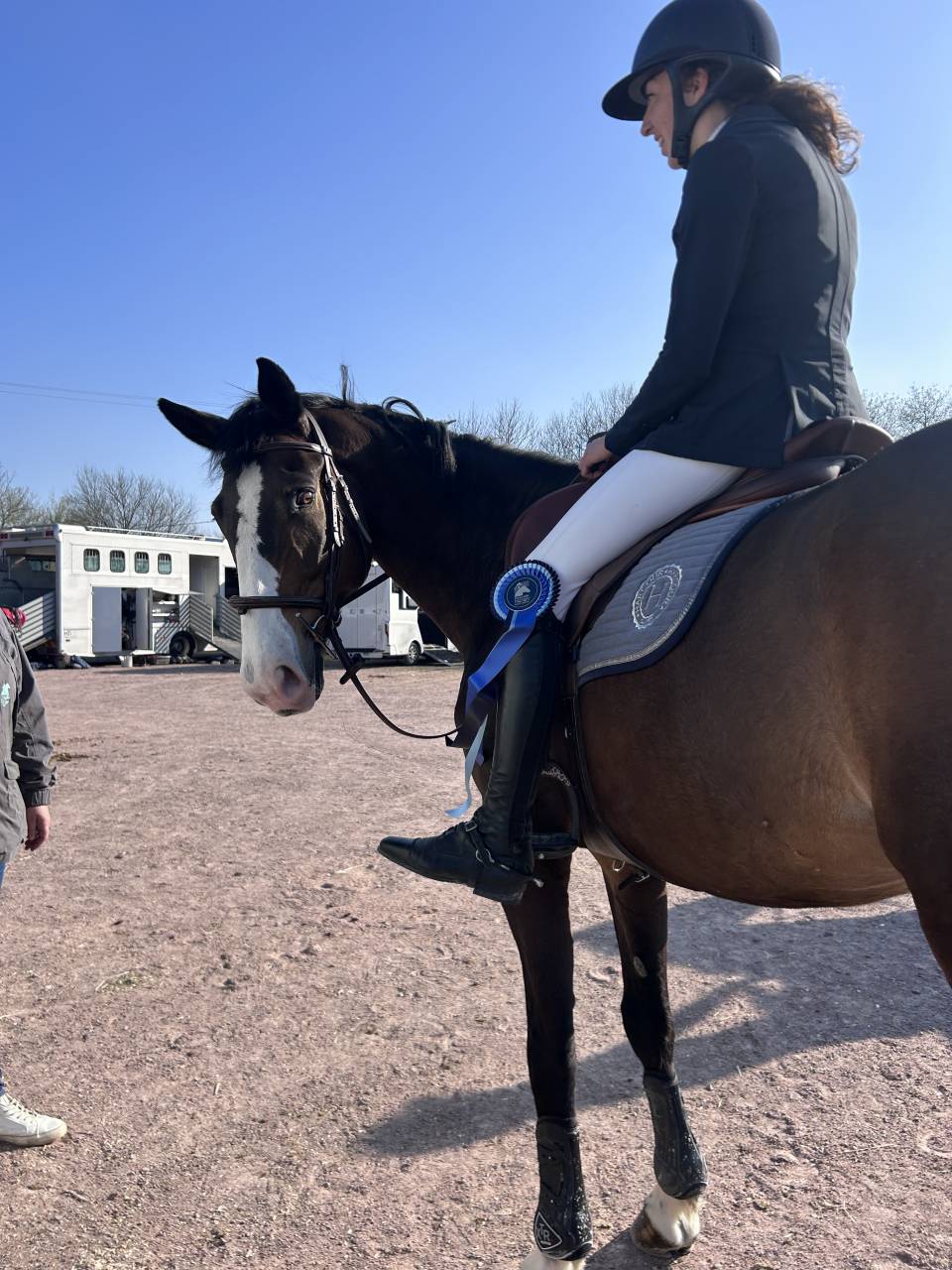 Castrone Sella Francese In vendita 2015 Baio scuro ,  IDEAL DE LA LOGE